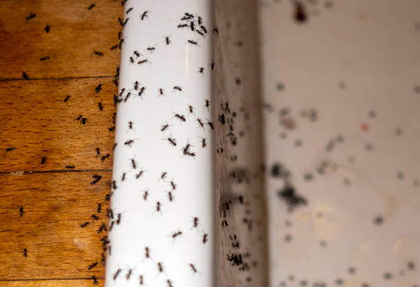 Best Pest Inspection Near Me  in Chelsea, MI